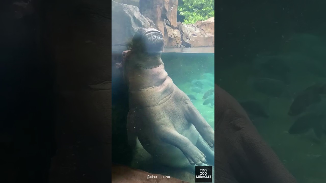 Hippo Spa Day: Fish Pedicure & Floating Magic!