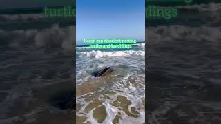 Turtle nesting season in Trinidad and Tobago typically occurs between March and August. #wildlife
