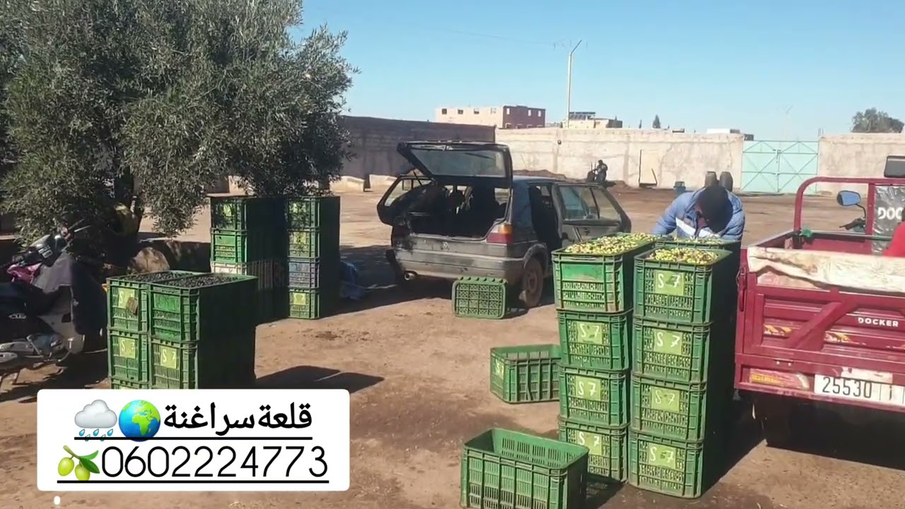 🫒🌧🌍خيرات زيت زيتون حوزية منارة قلعة سراغنة بعد أمطار الخير ها بشحال كيلت 2طن تمن أصبح مناسب