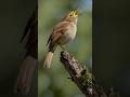 A Nightingale S Song That Shakes The Air Birdsounds Singingbirds Nightingale Birds Wildlife