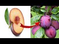 حيل إبداعية زراعية زراعة البرقوق الأحمر لاتنسى الاشتراك في القناة ولايك 