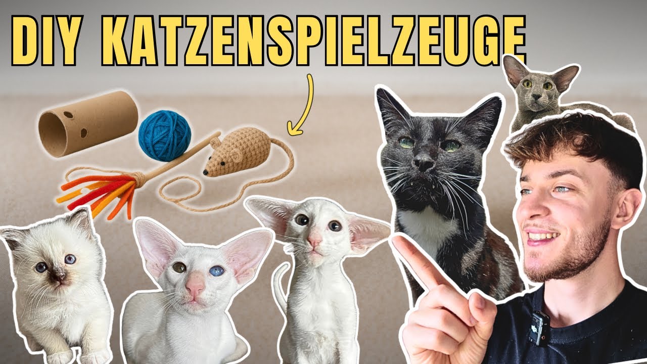 Ich baue DIY Katzenspielzeuge und meine Katzen RASTEN aus!