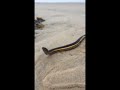 Sea snake found in Ventura County
