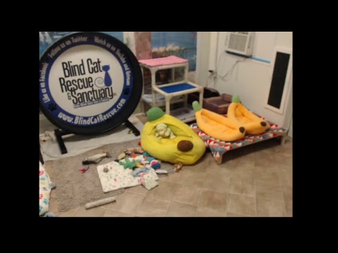 special needs animal rescue Blind Cat Rescue & Sanctuary, Inc Live Stream