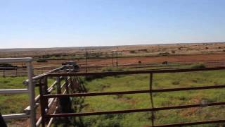 Texas Cattle Industry Struggles With Effects of Drought Texas Drought Causes Cattle Weight Loss