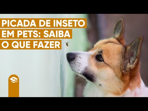 Pulgas em Cães: Como Identificar e Eliminar Esses Parasitas Irritantes