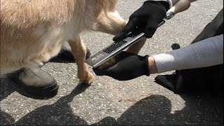 Littlefoot Rasp for Goats