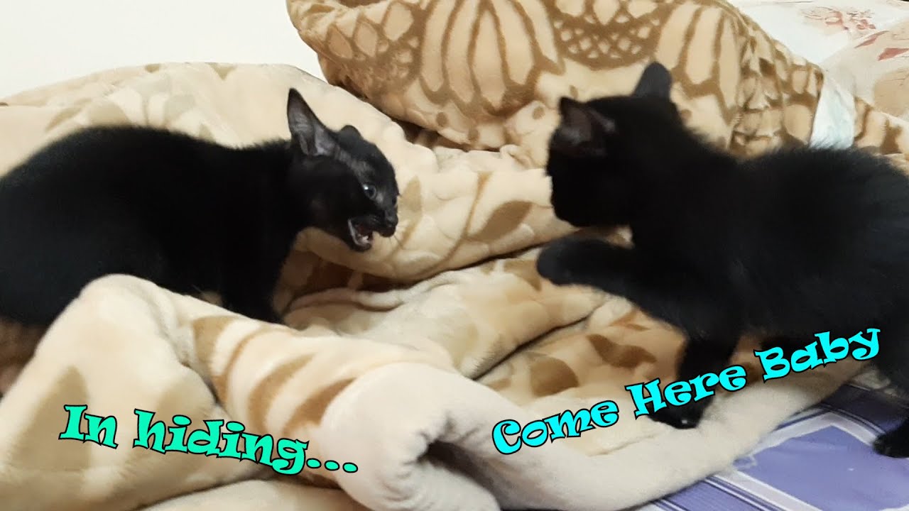Don't Make Me Mad. Stay away from me. Funny Kittens Fighting 😣😫😜