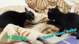 Don't Make Me Mad. Stay away from me. Funny Kittens Fighting 😣😫😜 by Oops Meow 182 views 2 years ago 3 minutes, 16 seconds