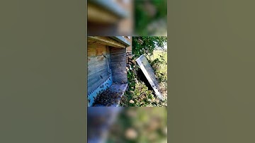 Knock Knock, We Are Home #reolink #capture #securitycamera #wildlife #animals