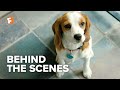 A Dog's Journey Behind the Scenes - A Dream Come True