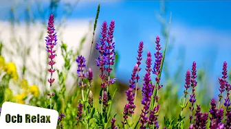 6 Hours of Relaxing Music: Layla | Piano Music for Stress Relief, Sleep Music, Meditation Music