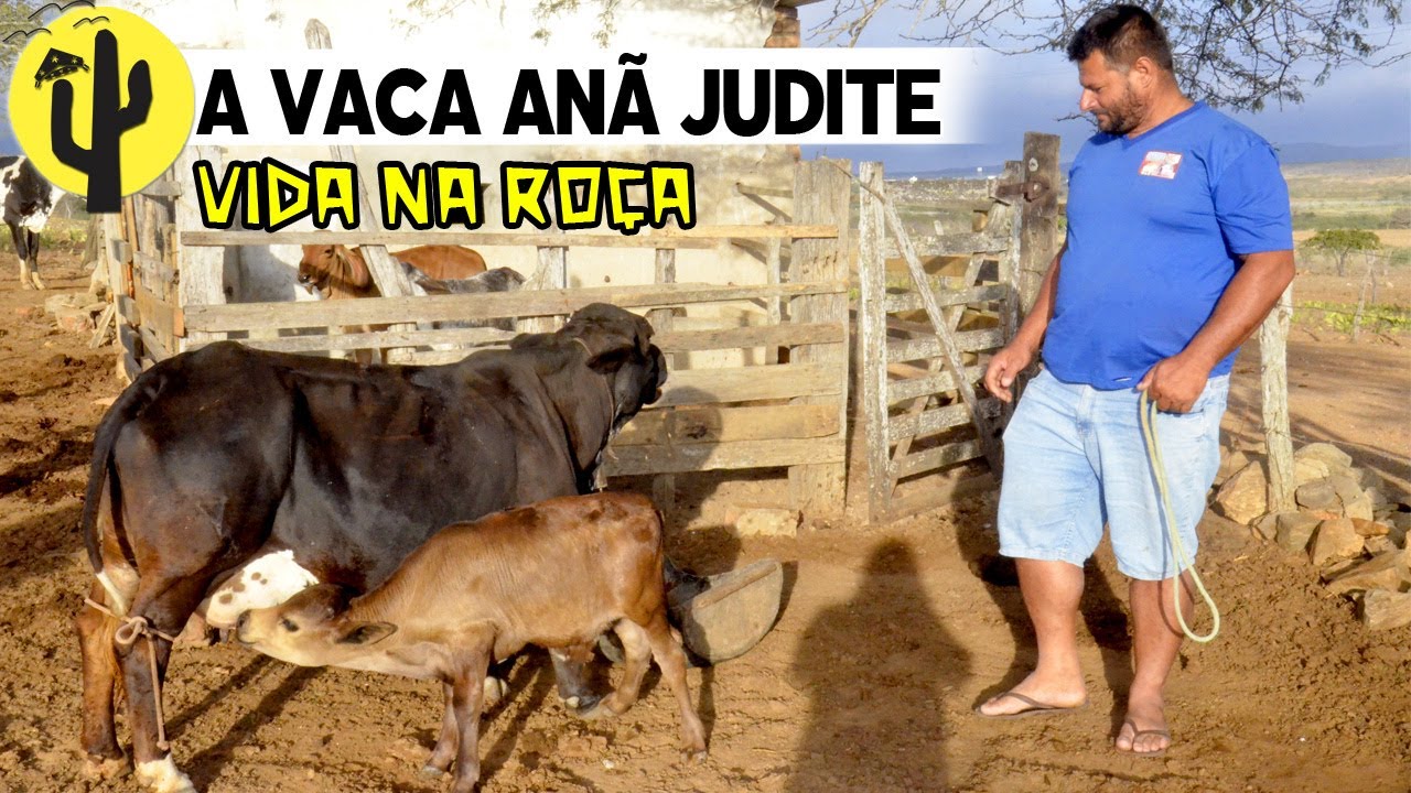 [VIDA NA ROÇA] Neto apresenta sua VACA ANÃ Judite e tira Leite dela ...