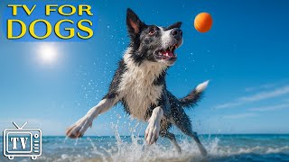 Download Lagu Relaxing Music for Dogs Home Alone | All-Day Dog TV with Anti-Anxiety Videos to Entertain Dogs MP3 Download Lagu Relaxing Music for Dogs Home Alone | All-Day Dog TV with Anti-Anxiety Videos to Entertain Dogs MP3