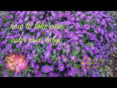 Video: Aster Tahunan. Bagian 2