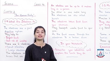 Class 4 - Science - Chapter 01 - Lecture 22 The Human Body (1.4 and 1.5) - Allied Schools