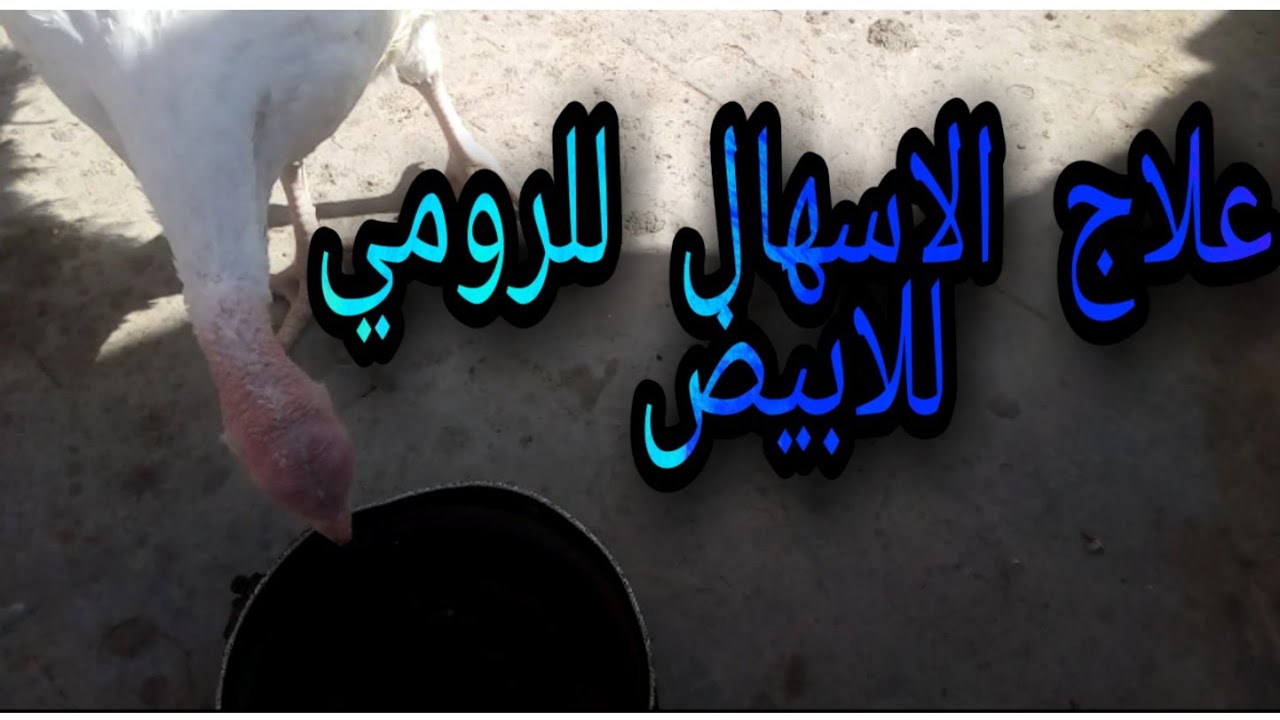 علاج الاسهال للرومي الأبيض بالاعشاب وبدون ادويه ونشوف جحم الرومي