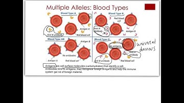 Genetics Video 4 - incomplete dominance, codominance, multiple alles