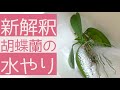 【徹底解説】胡蝶蘭の水やり、何を基準にしていますか?