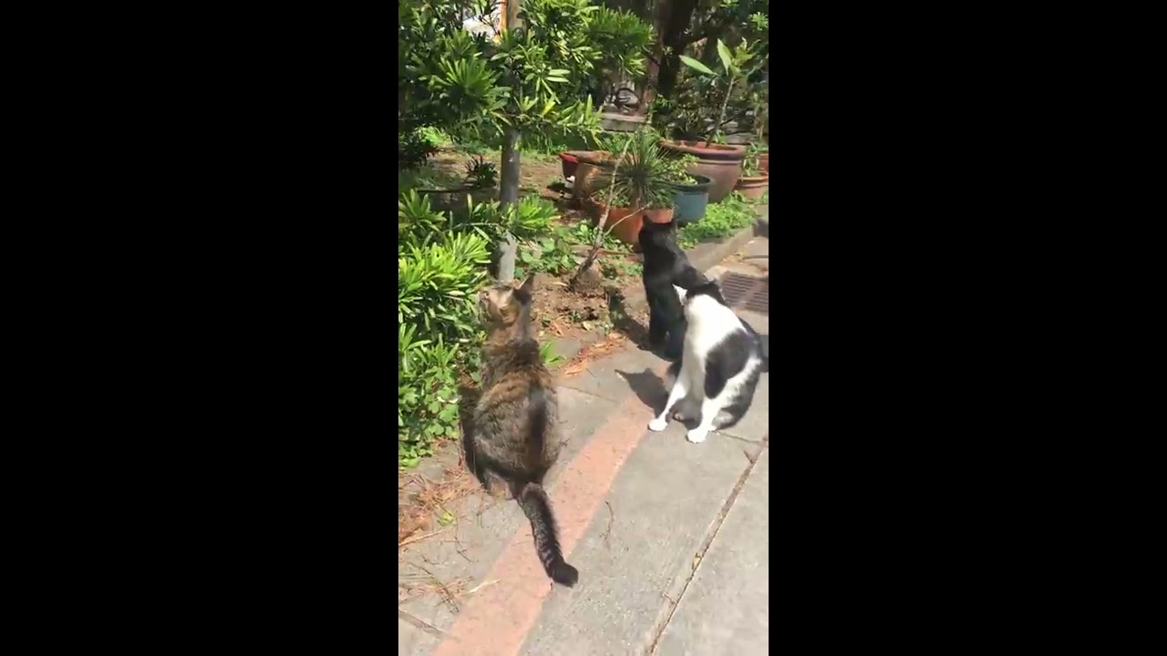 波寶寵物聯萌-貓集會。