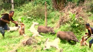 Download Lagu ADEG4N BERB4HAY4,!!! TIDAK UNTUK DITIRU‼️ KETIKA BABI HUTAN SELALU TERJ4NG KERAMAIAN PEMBURU.. MP3