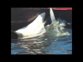 Luna the Orca With First Nations Canoes (Raw Footage)