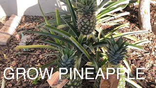 CALIFORNIA GROWN PINEAPPLES- THE BEST PINEAPPLE CROWN - GROW A PLANT FROM STORE BOUGHT PINEAPPLE