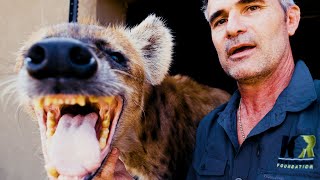 How Is Keto The New Hyena King? | The Lion Whisperer