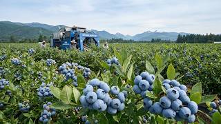 How American Farmers Grow and Harvest 789.5 Million Pounds of Blueberries
