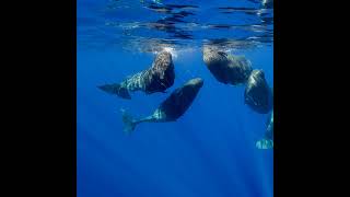 Deep Listening: Whale Culture, Interspecies Communication, and Knowing Your Place | Shane Gero