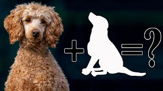 10 Different Types Of Poodle Cross Breeds Part 1