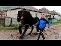 Коні Ваговози. ЖЕРЕБЕЦЬ ФАКІР ДЛЯ ПАРОВКИ!!!  A VERY COOL BLACK STALLION IS KNOWN!!!