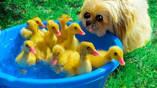 Funny Dogs and Ducklings walking