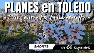 Disfrutando de la floración del almendro en familia - #SHORTS