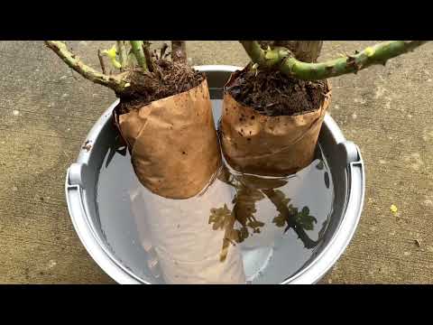 Planting Costco Fragrant