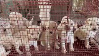 champion bloodline labrador puppies available