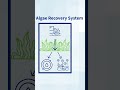 Engineering Algae