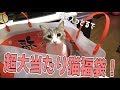 【福袋】猫用の福袋開封したら超大当たり袋だった！！！！
