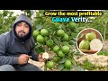Golden 8 guava farming.Golden 8 farming in india. Number 1 commercial verity in Guava.Amrud Farming 