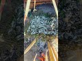 Making smoke fish 🤗|| on firewood || outdoor #smokefish #fireworks #yummy