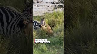 Zebra Kicks Lioness in Face After Ambush