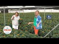 Por La Mar Nursery Marigolds