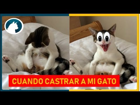 Video: Cómo Castrar A Un Gato En Casa