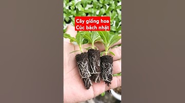 Cây giống hoa cúc bách nhật #hạtgiống #câygiống #gardening #cúcbáchnhật #cucnongay #cucnutao