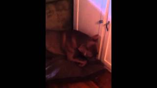 Jokers Pit Bull Treat Review