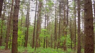 Forest Sounds - Afternoon Bird Song and gentle winds for Meditation, relaxation, and sleep.