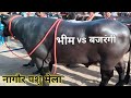 Bheem world strong Bhainsa | Nagaur cattle fair 2020 |नागोर पशु मेला