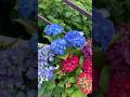 #гортензия #hydrangea #flower #садгортензий #garden #сад #macrophylla #hydrangeaflower #hortensia