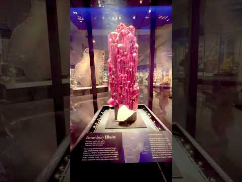Video: Amerikos gamtos istorijos muziejus