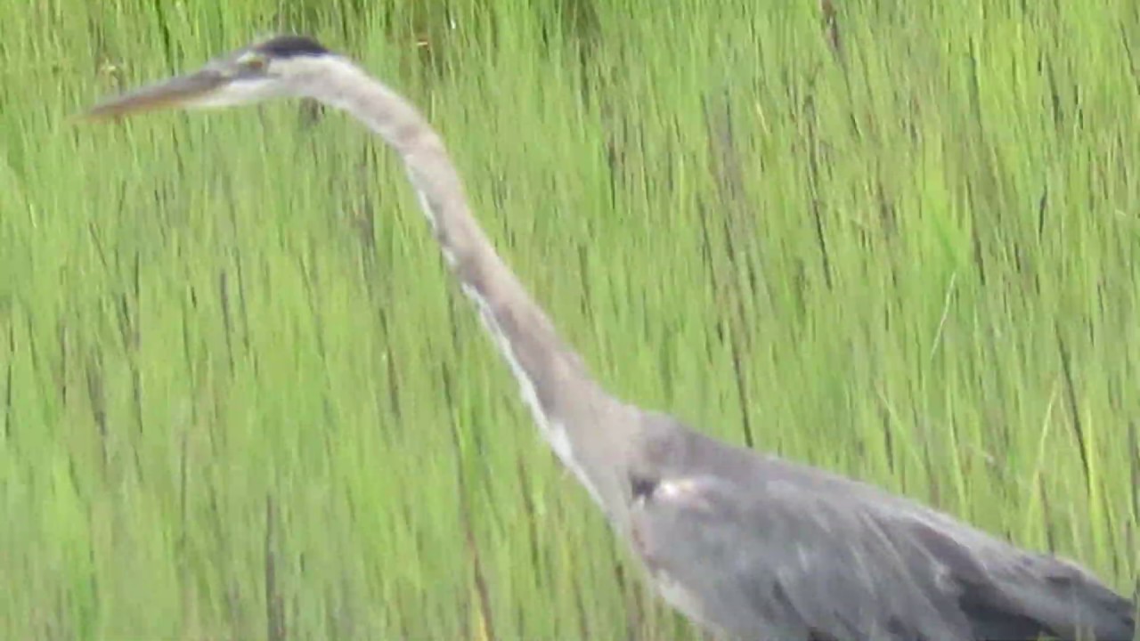 Rare to View Great Blue Heron Wading Through Salt Marsh at Pinckney Island National Wildlife Refuge